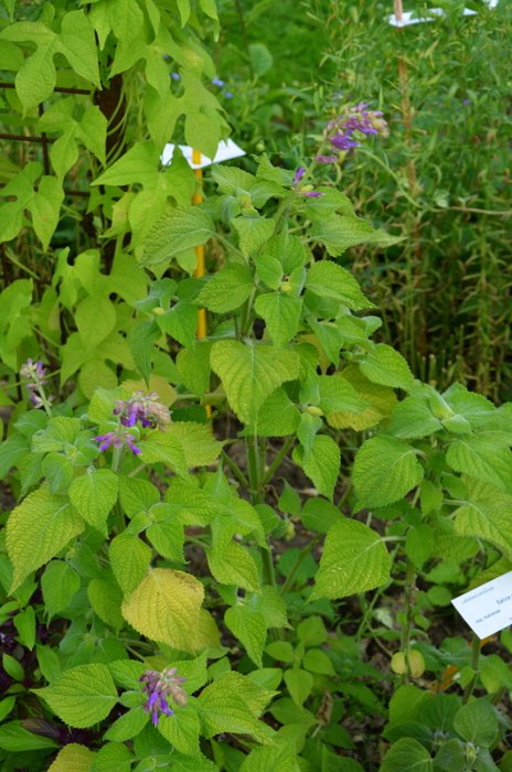 Salvia raymondii ssp. mairanae (2)